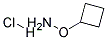 O-cyclobutylhydroxylamine hydrochloride Structure,137270-23-6Structure