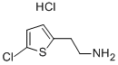 2-(5-Chlorothiophen-2-yl)ethanamine hydrochloride Structure,548772-42-5Structure